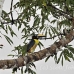 aracari_lettered_la_h_0797_ecu2845.jpg